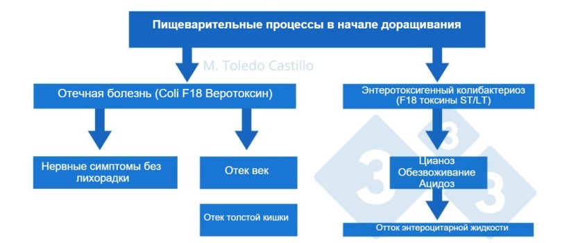 Диаграмма 1. Патогенез колибациллярного процесса&nbsp;
